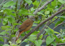 Ruby-crowned Tanager