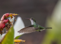 Ruby-throated Hummingbird
