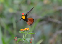 Ruby-topaz hummingbird
