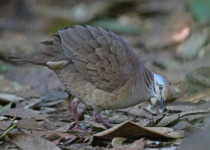 Ruddy-capped Nightingale-Thrush