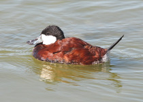 Ruddy Duck