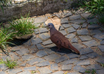 Ruddy Ground Dove