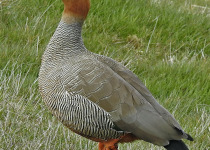 Ruddy-headed Goose