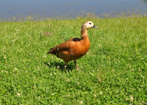 Ruddy Shelduck