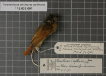 Ruddy-tailed Flycatcher