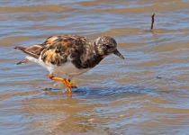 Ruddy Turnstone