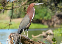 Rufescent Tiger-Heron