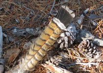 Ruffed Grouse