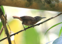 Rufous-and-white Wren