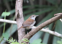 Rufous-and-white Wren