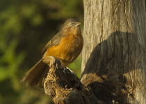 Rufous Babbler