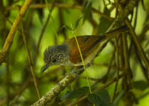 Rufous-backed Antvireo