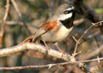Rufous-backed Honeyeater
