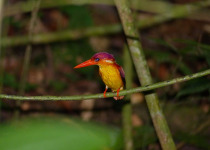 Rufous-backed Kingfisher