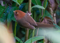 Rufous-backed Sibia