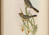 Rufous-backed Sibia