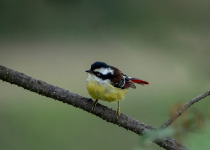 Rufous-backed Sibia