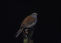 Rufous-backed Solitaire