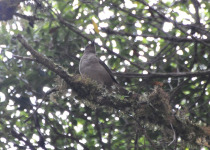 Rufous-backed thrush