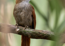 Rufous-backed Treehunter