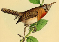Rufous-backed Wren