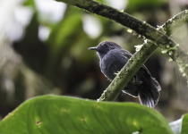Rufous-banded Antthrush
