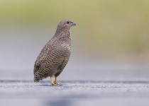 Rufous-banded Honeyeater