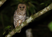 Rufous-banded Owl