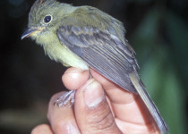 Rufous-banded Tyrannulet