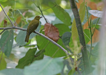 Rufous-bellied Bulbul