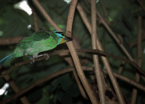 Rufous-bellied Dwarf Kingfisher