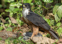 Rufous-bellied Hawk-Eagle