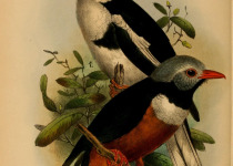 Rufous-bellied Helmetshrike