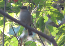 Rufous-bellied Niltava