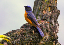 Rufous-bellied Niltava