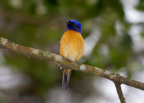 Rufous-bellied Niltava