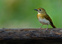 Rufous-bellied Niltava