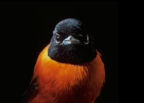 Rufous-bellied Paradise-Flycatcher