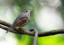 Rufous-bellied rock-thrush