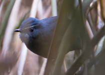 Rufous-bellied Shortwing