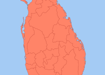 Rufous-bellied Swallow