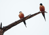 Rufous-bellied swallow