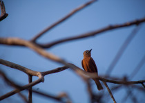 Rufous-bellied swallow