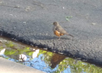 Rufous-bellied Thrush