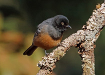 Rufous-bellied Tit
