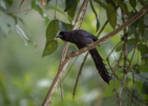 Rufous-bellied Triller