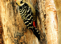 Rufous-bellied Woodpecker