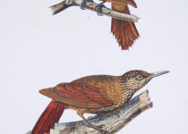 Rufous-bellied Woodpecker