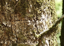 Rufous-bellied Woodpecker