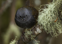 Rufous-breasted Antpitta